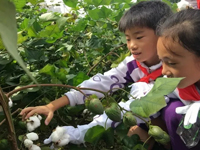 学校喊你来“种地”！@各位家长，让您的孩子走向田间地头！